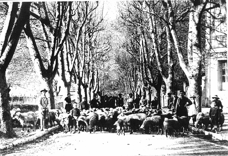 Les moutons avenue des Poilus à l'entrée du village