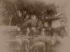 L'enclos des moutons