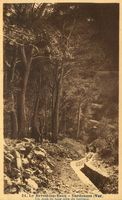 Le Revest-les-Eaux - Dardennes (Var) Un coin de bois près de la retenue